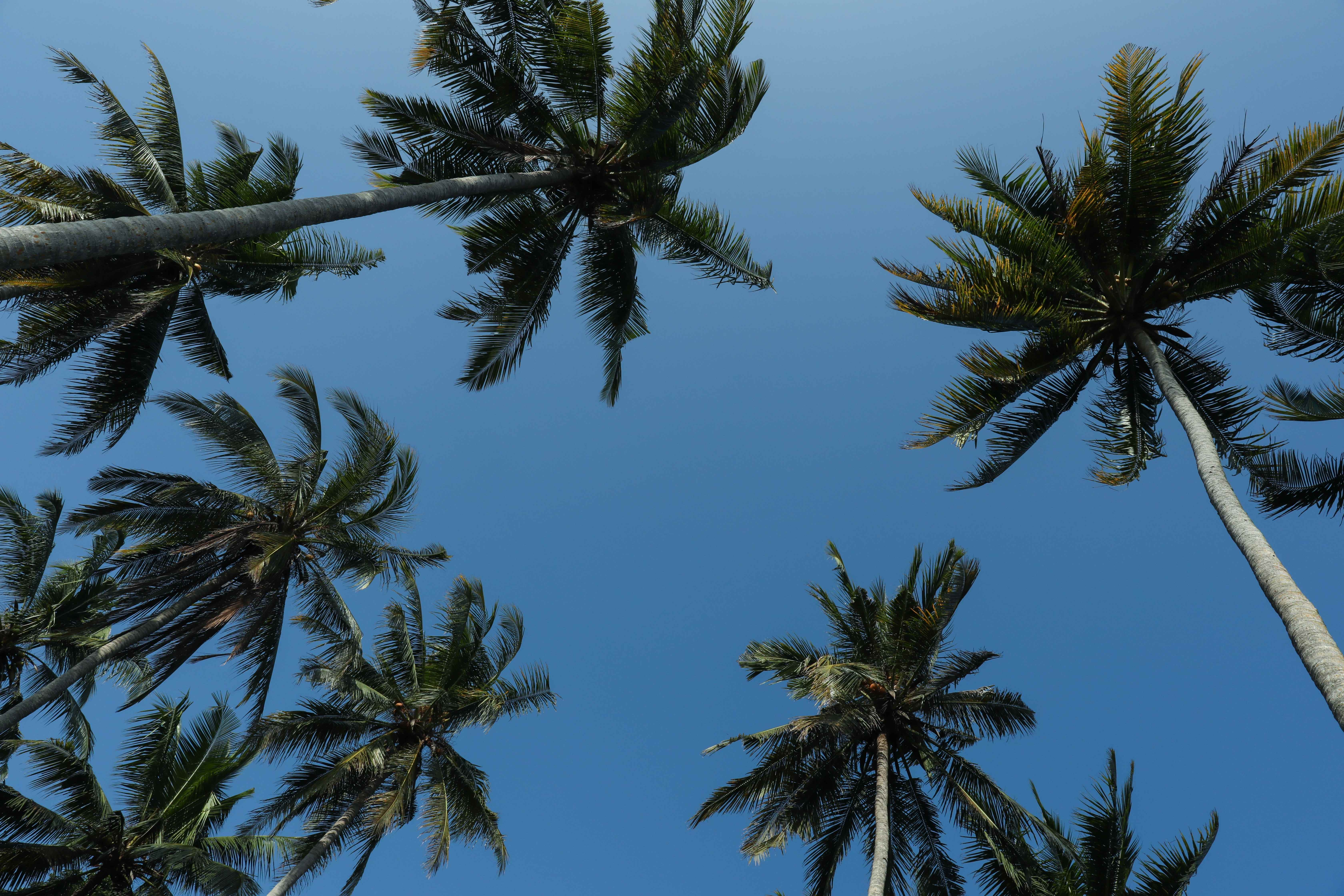 Bali Tropical Escape